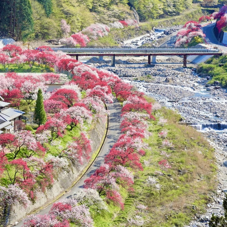 はなもも街道